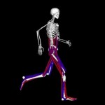 Stanford University scientists have developed OpenSim to accurately model human movement.