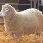 Biomedicine – Part 9: Cloning
