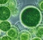 By genetically modifying N. gaditana algae researchers hope to create a new source for mass production of biofuels.