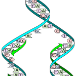 Artificially created XNA strands replicate with a high degree of accuracy similarly to DNA and RNA. This accuracy leads to the question in our search for exobiology should we be limiting ourselves to looking for DNA and RNA alone?   Source: io9.com