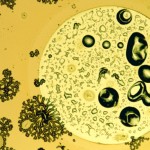 Energy Update: Can We Build a Solar Cell That Works Like a Plant?