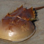 Climate Change and Humanity: My Personal Rant – A Statement About Our Survival as a Species