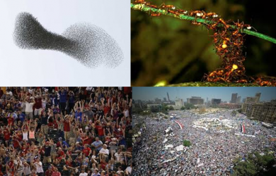 swarm behaviour creates collective wisdom