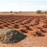 Agriculture Update: Will We Run Out of Food for Our Growing Population in the 21st Century?