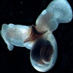 Inner Space Update: Ocean Acidification’s Damage in Evidence in Antarctic Study
