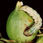 Agriculture Update: Bred to Resist Insect Pests GMO Cause Less Damage to Biodiversity than Non-GMO Crops