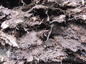 peat and wood samples from Arctic forests