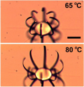 In these two images we see the micro-actuator bending to transform into an insulator when subjected to a temperature change. The black bar in the upper picture is 50 microns in scale.   Source: Kai Liu et al./Nano Letters