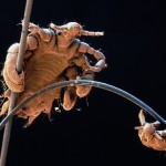 Two pubic lice on a human hair