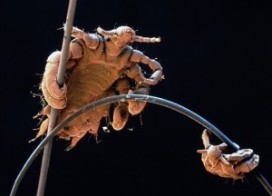 Two pubic lice on a human hair