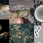 Examples of extremophiles