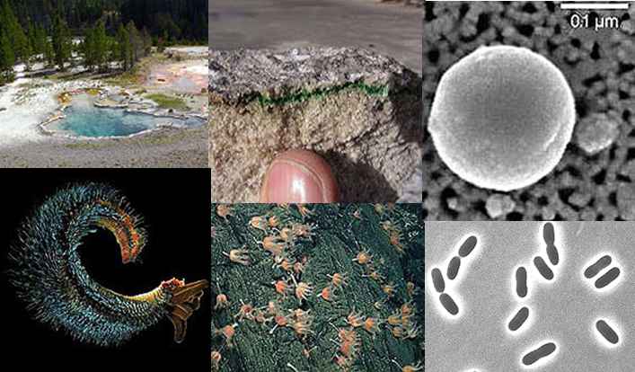 Examples of extremophiles