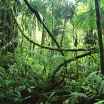 rainforest1-1024×768
