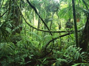 rainforest1-1024x768