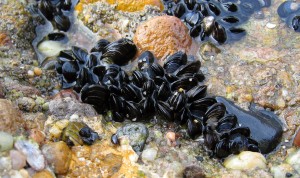 Blue_mussel_Mytilus_edulis