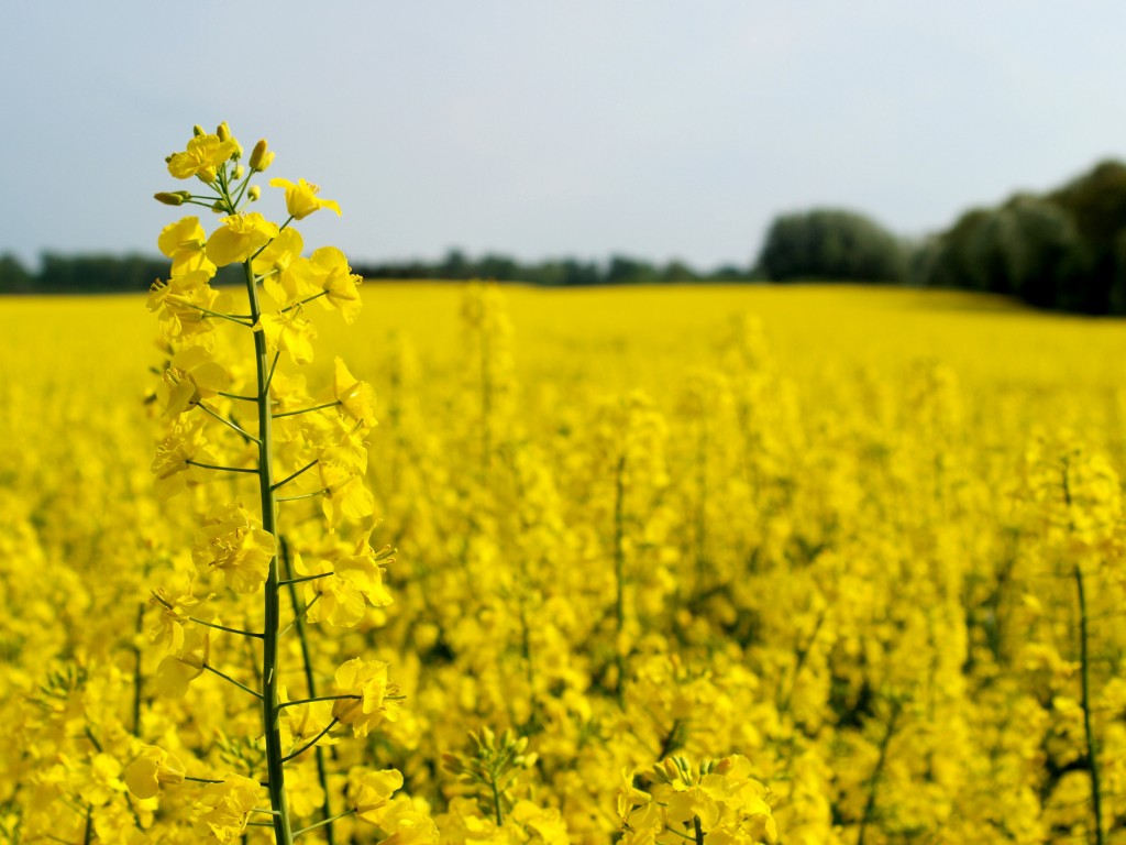 GM canola