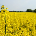 GM canola