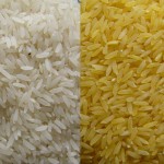 GoldenRice