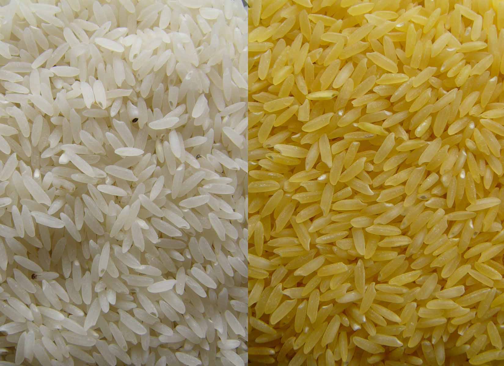 GoldenRice