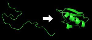 Protein_folding