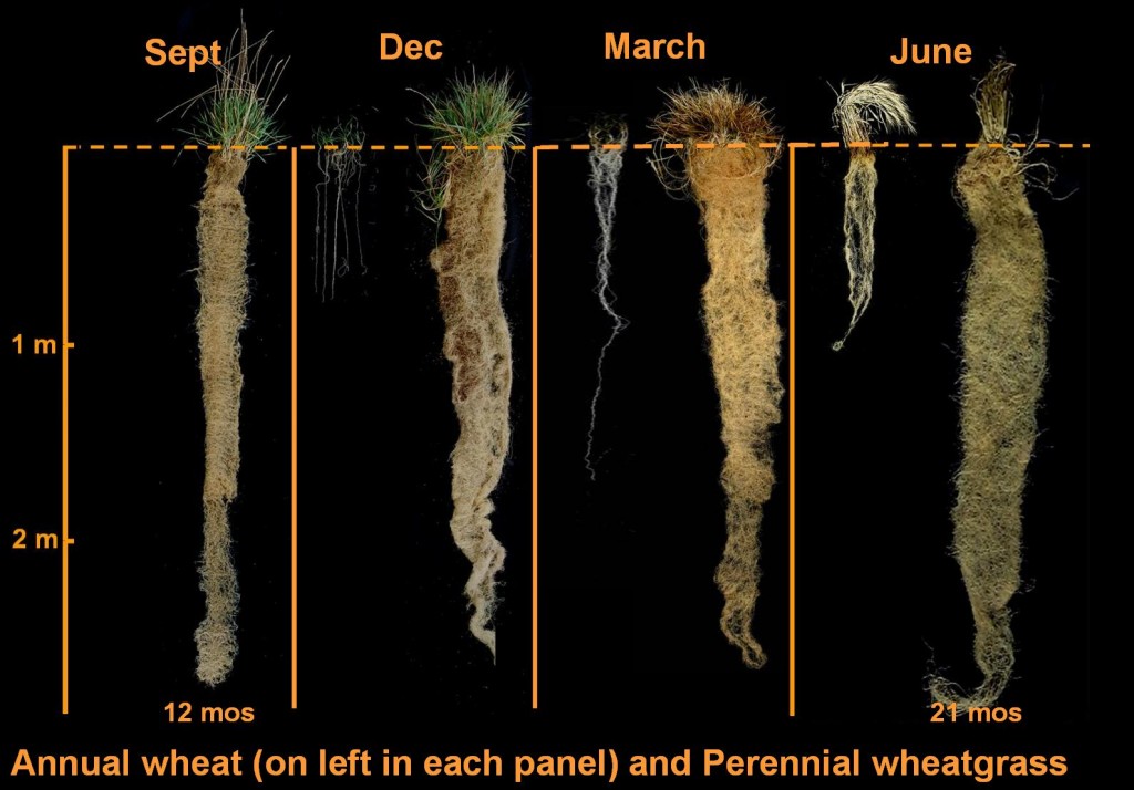 4 seasons wheat-wheatgrass