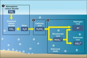 Carbonic Acid ocean