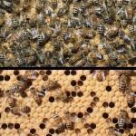 The Saga of Honeybee Colony Collapse is Being Questioned