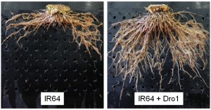 DRO1-rice-roots