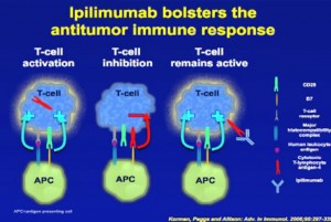 12-ipilimumab-bolsters1