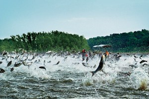 C201112-Asian-Carp-startled-fish