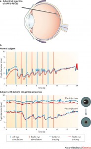 CHOP retinal degeneration adenovirus