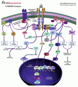 HGFpathway680