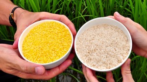 golden-rice