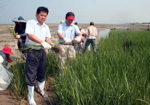 China battles cordgrass