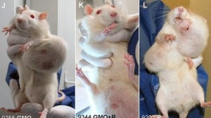 Journal-set-to-retract-Seralini-GM-rat-cancer-study_strict_xxl