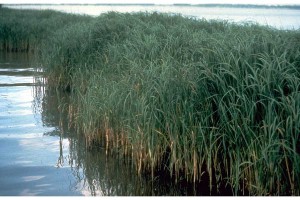 smooth-cordgrass