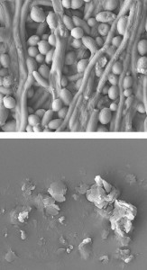 IBM fungus busting polymer