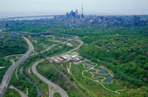 Toronto forest canopy