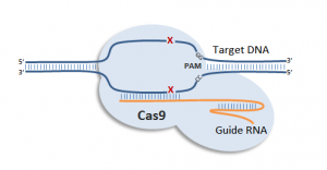 rna_programmed_dna_cleavage_by_crispr_cas9