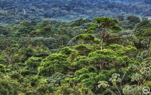 rainforest CO2 temperature study Exeter