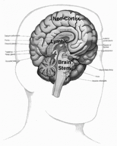 Necortex brain