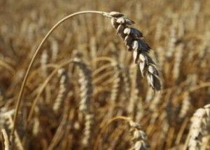 Wheat-CO2 increases