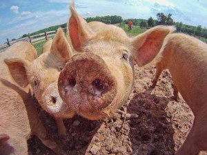 Pigs with human hearts