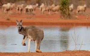 Australia and climate change