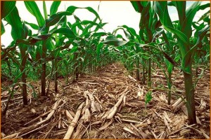 corn_no_till