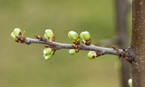 treebuds