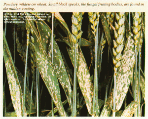 Powdery mildew on wheat