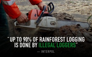 Illegal logging