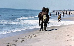 Two_Assateague_Ponies_On_Beach