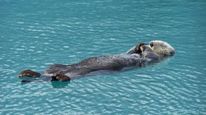 Sea otter